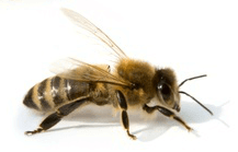 honey bee - importance of bees