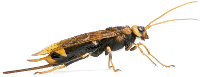 wood wasp - importance of bees