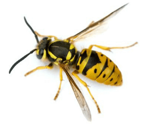 wasp - importance of bees